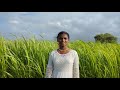 Yennuyirey Female Version Annaatthe D Iman K S Chitra Sidsriram Rajinikanth Keerthy Suresh