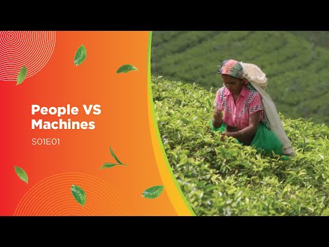 People Vs. Machines (How is Tea Made?)