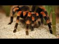 Time-Lapse Of Molting Mexican Red-Kneed Tarantula Will Haunt Your Dreams
