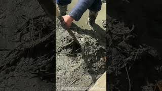 Use A Shovel To Dig For Eels In Muddy Soil