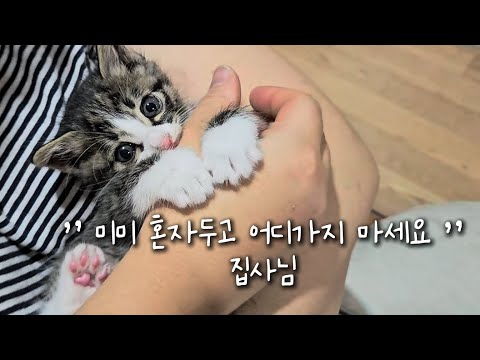 구조 된 후 몇일동안 혼자 있어야하는 미미는 과연 괜찮을까요?