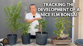 Steps in the Development a Chinese Elm Bonsai Tree