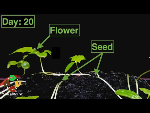 Cucumber Growing Time Lapse | How To Grow Cucumber From Seed