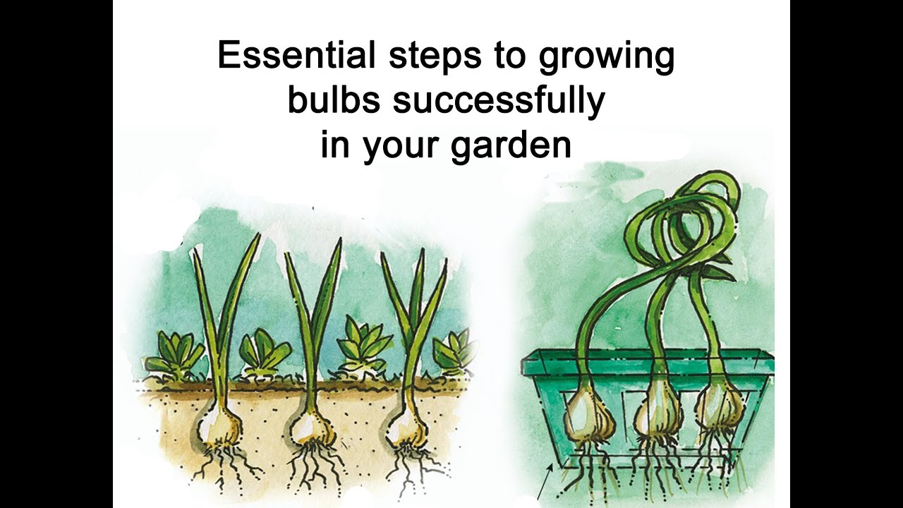 18.11 Flowers: Bulbs