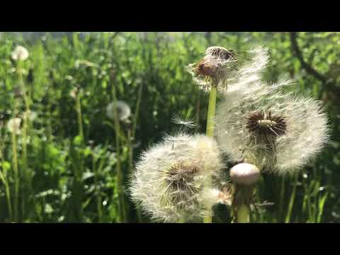 BJURMAN Music Diary - 2018-05-17