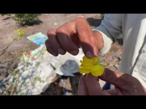 51 cây mai bao làm bông và bứng lên xe 0976672539