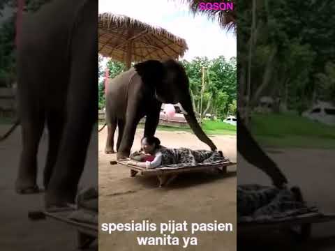 Gajah pintar mijat