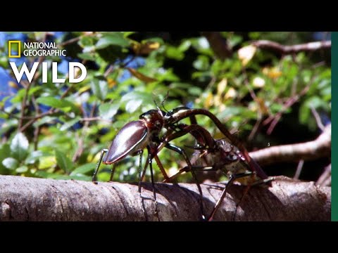Stag Beetles Fight For Love | Nat Geo Wild