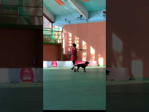 canine freestyle MF Mercy junpey&buono  2020 11 DDJP