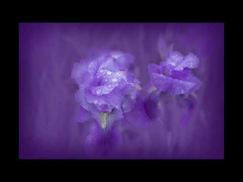 Gold in Our Pockets - Tigerblood Jewel #lucid #dreaming #music #relaxation #dream #healing #soothing