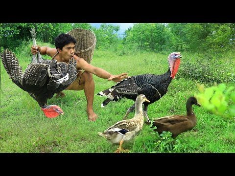 Chickens live in the mountains ,Cook turkey delicious chicken ,In the forest full of fruits