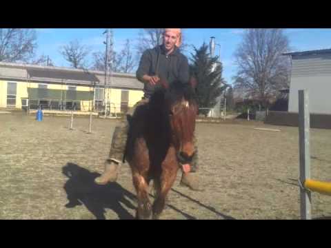 magia di cavallo...#stefano volpe #freestyle #equitazione naturale