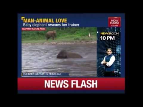 Good News: Video Of Baby Elephant Went Viral