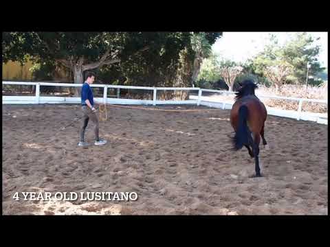 4 year old lusitano