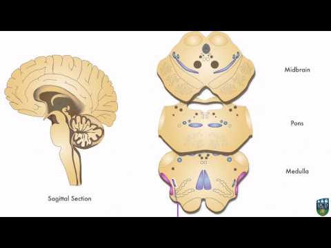 Axon: Spinothalamic Pathway (Pain & Temperature) from Hand (4 of 9)