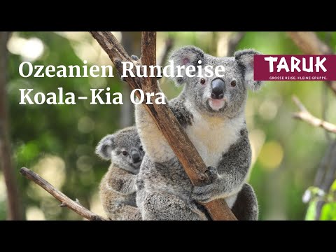 Australien und Neuseeland-Reise: Koala Kia Ora - Great Barrier Reef & Vulkanlandschaften | Kurzfilm