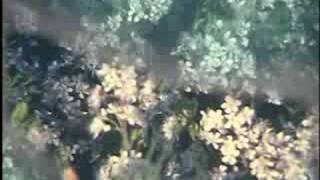 ANOHNI (as Antony and the Johnsons):  Another World Teaser