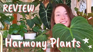 My first HARMONY PLANTS Onlineshop Review I Philodendron haul