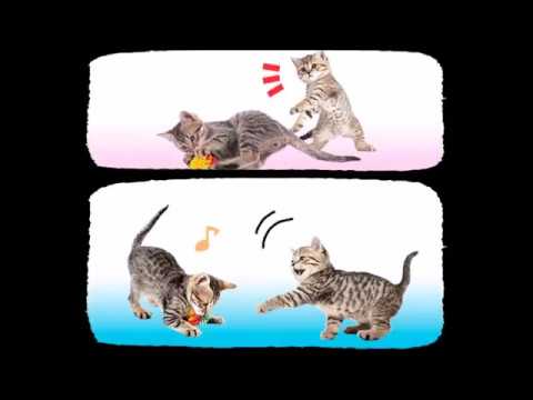 Cats Playing Card Games Video