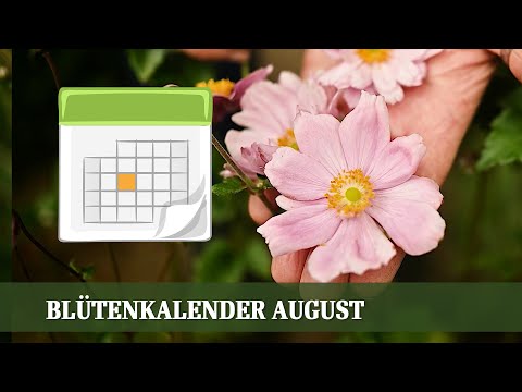 Blütenkalender August - Rudbeckia, Helenium, Skabiose, Herbstanemone, Hortensie