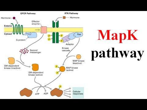 Ras raf mek erk signaling pathway (map kinase pathway)
