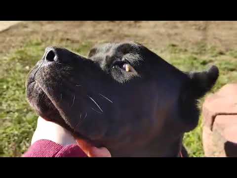 Dahlia, an adopted Cane Corso in Belleville, MI_image-1