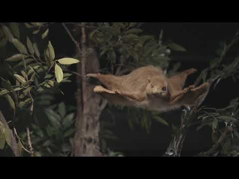 やまぐち映像図鑑 NO.144 県立山口博物館［山口市］ | Yamaguchi Museum [ Yamaguchi-city ]