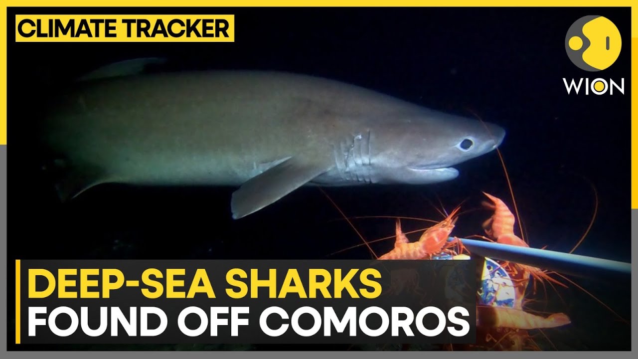 Hidden Reefs Thrive in Indian Ocean | WION Climate Trcaker