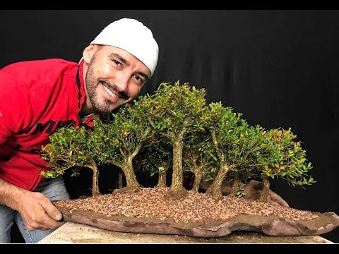 download lagu mp3 mp4 Bonsai De, download lagu Bonsai De gratis, unduh video klip Bonsai De