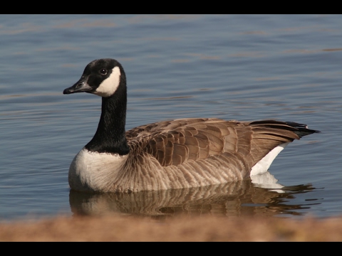Goose hunting Calls Video