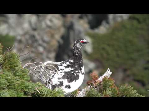 立山黒部アルペンルート 春