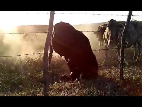 PIQUET CARNEIRO - SERTÃO 2016