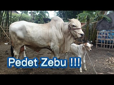 , title : 'PEDET Zebu Ganteng !!! || Cikar Jember'