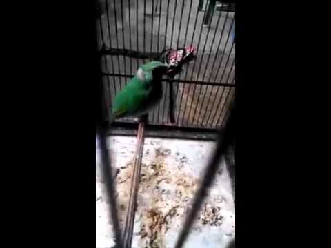 Suara burung cucak ijo