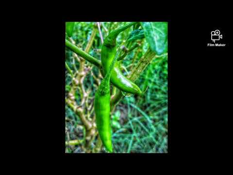 Organic farming and vegetation planting