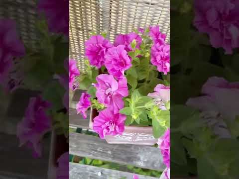  6か月の開花を得るには、いつペチュニアを播種すればよいでしょうか？  庭園