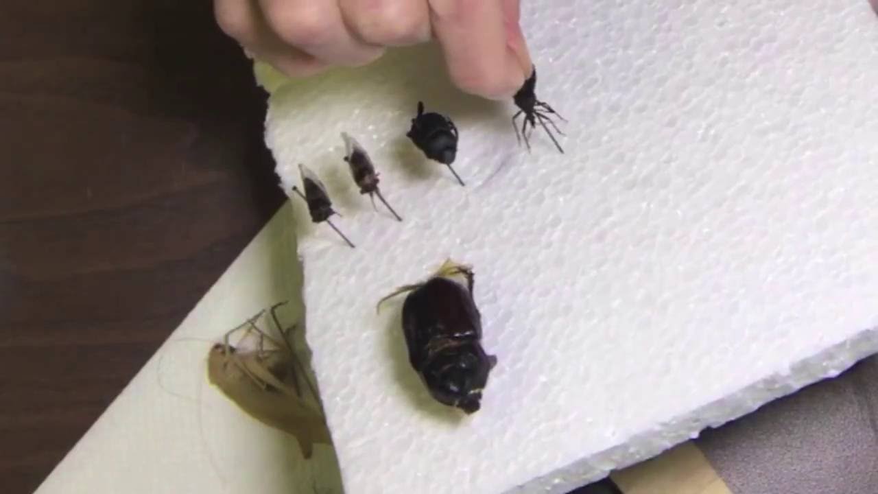 How To Pin Insects Part 1