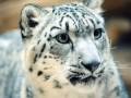 Snow Leopard Facts 