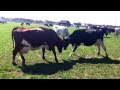 Cow Fight