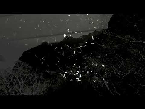 X-NAVI:ET - Aurum II / video: Anna Ruta Pilewicz