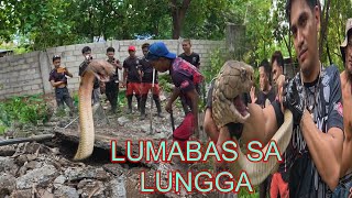 NANG HAHABOL NA KING COBRA SA INFANTA QUEZON