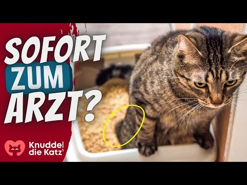 6 signs that your cat is about to suffer kidney failure