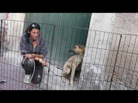 The dramatic rescue of street galgo Josh!