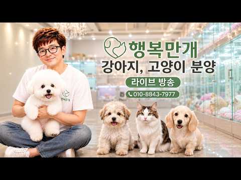 ✨️ 강아지분양 라이브방송????꼬똥 ????꼬숑이 새 가족이 …