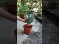 How to grow pineapples from pineapple tops