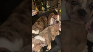 Olde English Bulldogge Puppies Videos