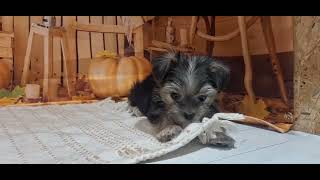 ハーフ犬の動画01