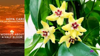 Download Lagu Hoya Care for the Advanced Grower | Why Hoyas bloom half penacles Thumbnail