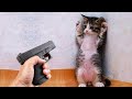 Les Animaux Les Plus Drôles Te Feront Pleurer De Rire
