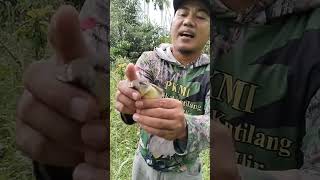 Download lagu Ciri-ciri burung ciblek jantan dan betina #ciblekjantan #ciblekgacor mp3 Download lagu Ciri-ciri burung ciblek jantan dan betina #ciblekjantan #ciblekgacor mp3